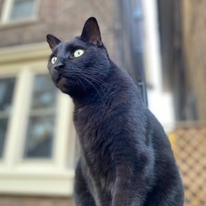 Meet your Posher, Levon